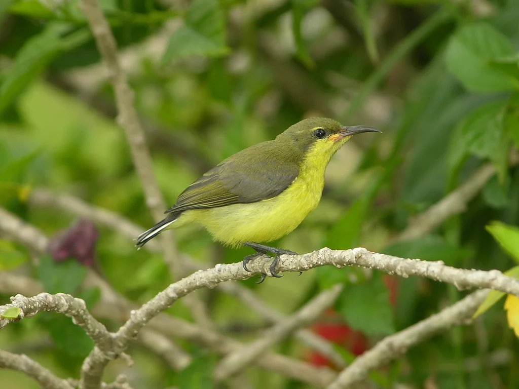 黄腹花蜜鸟(Cinnyris ornatus)