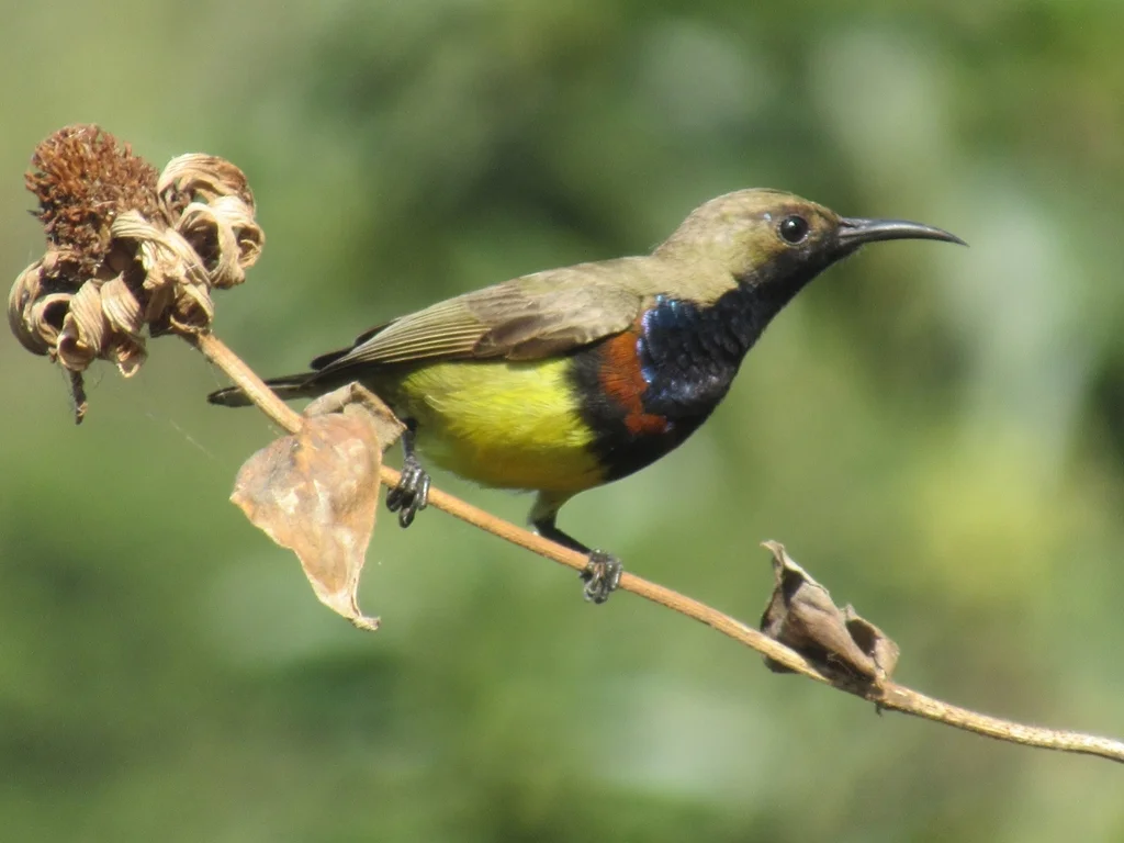 黄腹花蜜鸟(Cinnyris ornatus)