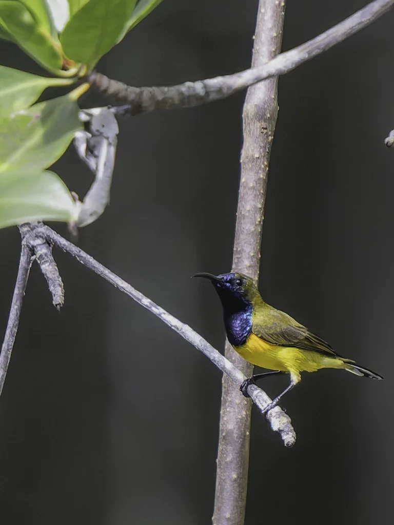 黄腹花蜜鸟(Cinnyris ornatus)