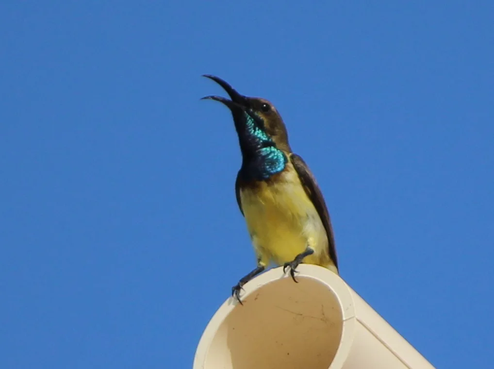 黄腹花蜜鸟(Cinnyris ornatus)