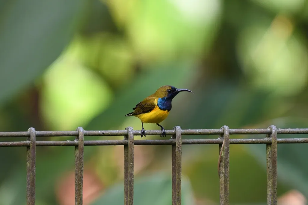 黄腹花蜜鸟(Cinnyris ornatus)