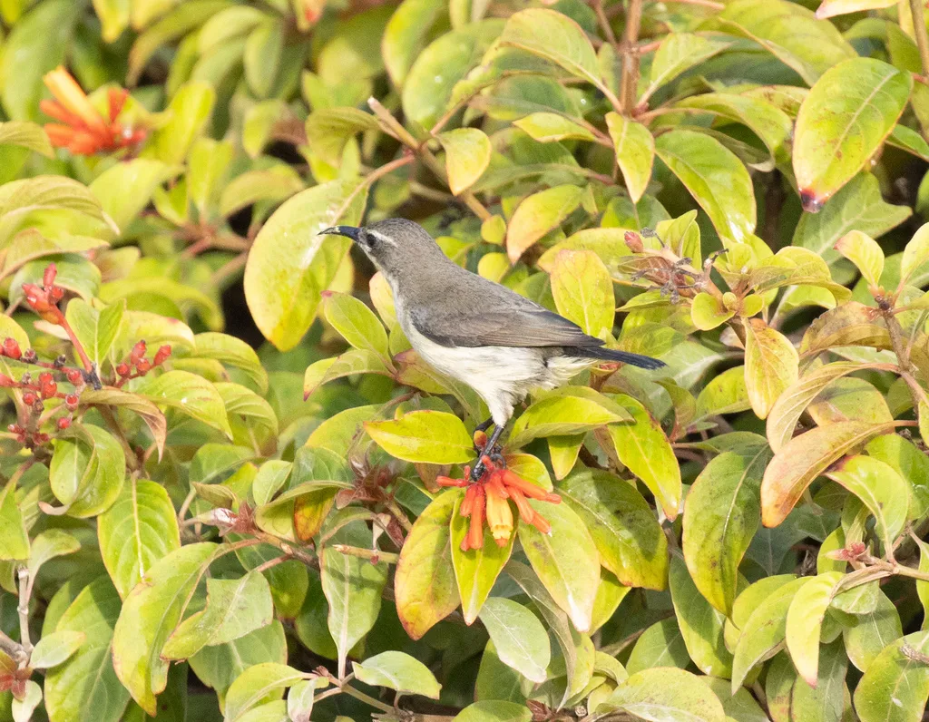 奔岛花蜜鸟(Cinnyris pembae)