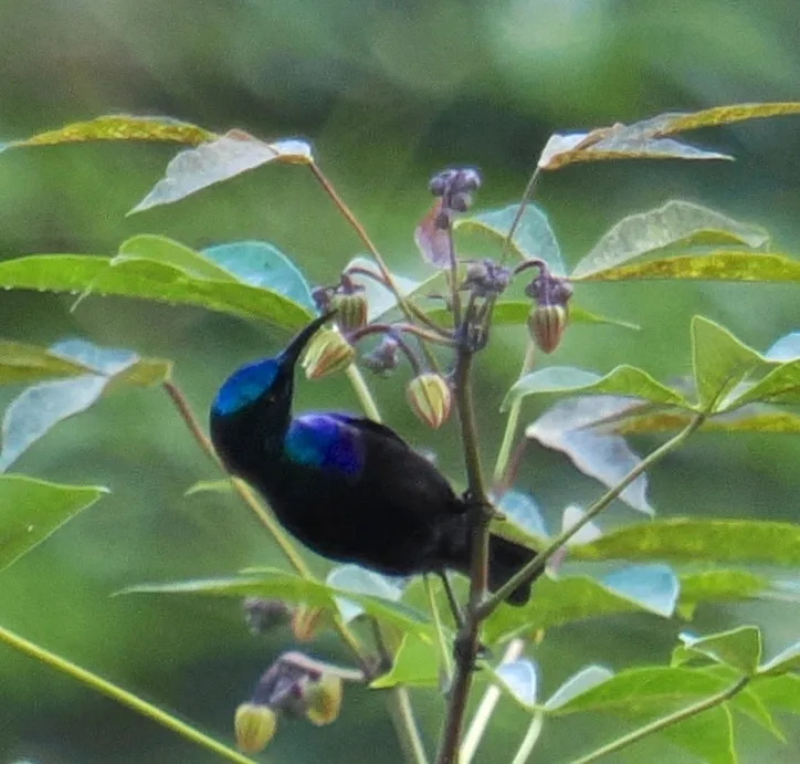 奔岛花蜜鸟(Cinnyris pembae)