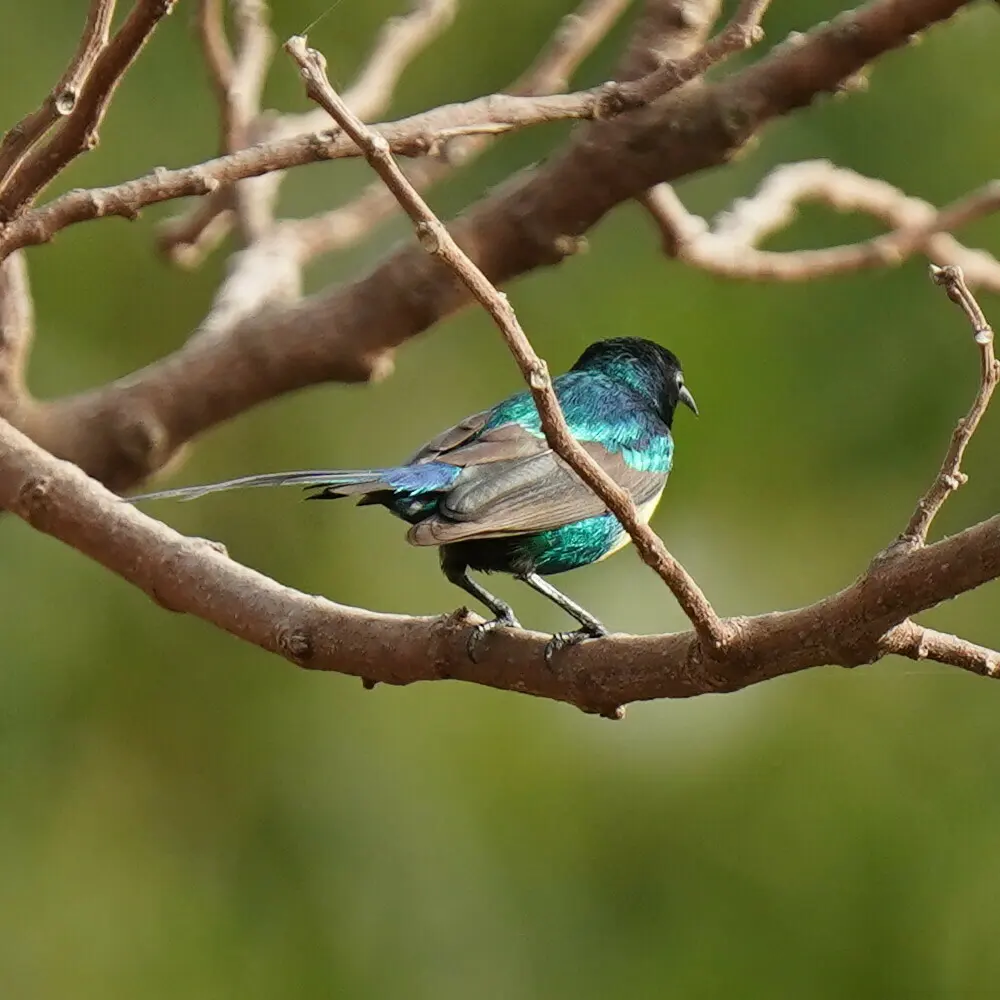 丽色花蜜鸟(Cinnyris pulchellus)