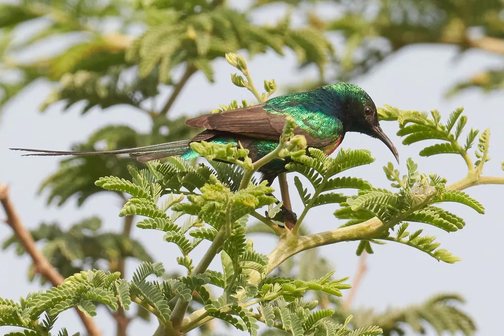 丽色花蜜鸟(Cinnyris pulchellus)