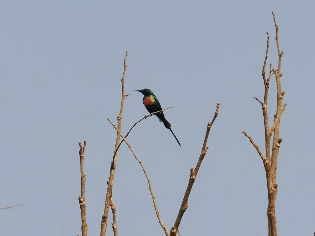 丽色花蜜鸟(Cinnyris pulchellus)