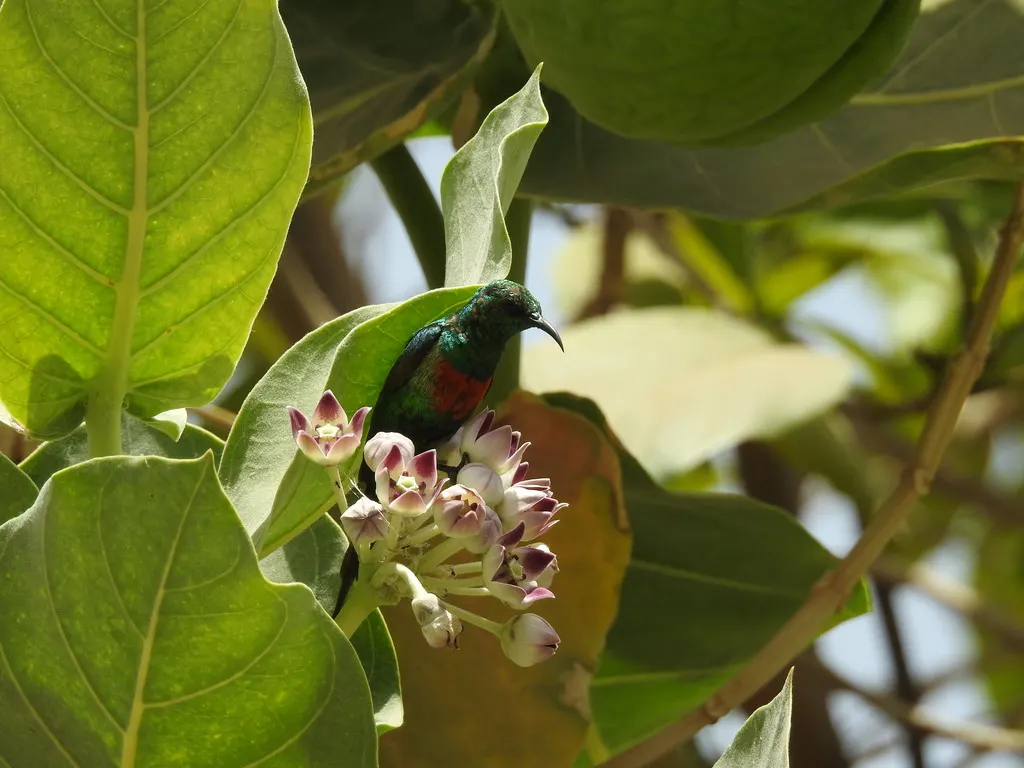 丽色花蜜鸟(Cinnyris pulchellus)