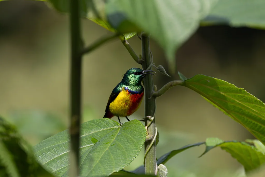 帝王花蜜鸟(Cinnyris regius)