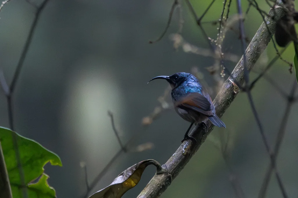 褐翅花蜜鸟(Cinnyris rufipennis)