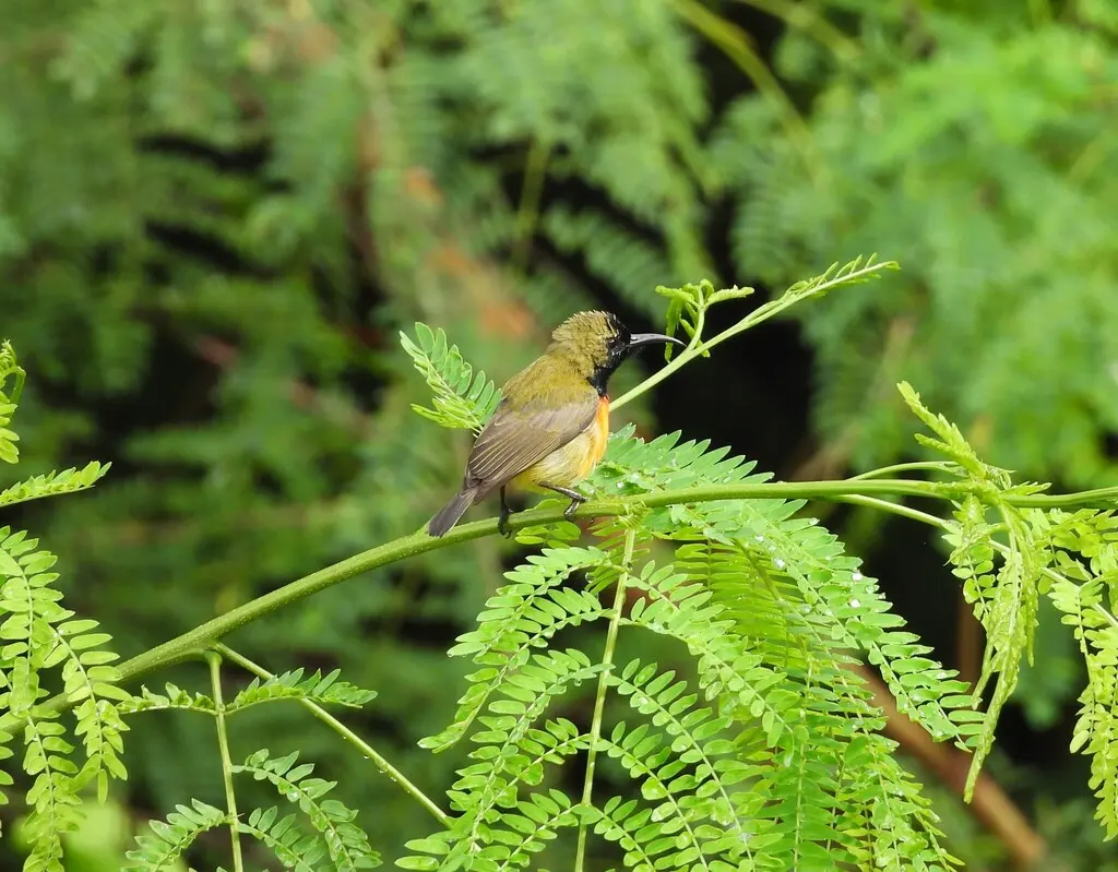 帝汶花蜜鸟(Cinnyris solaris)