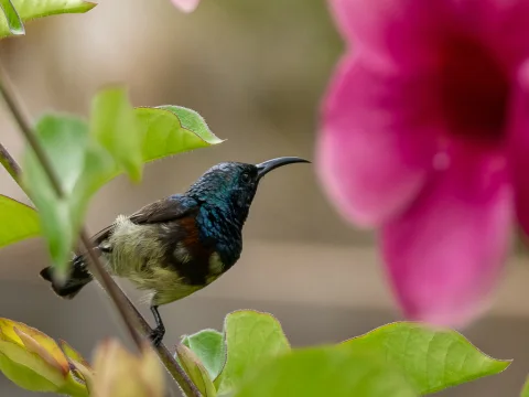 斯韦花蜜鸟