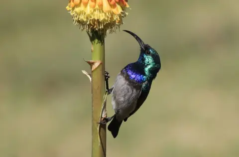 白腹花蜜鸟