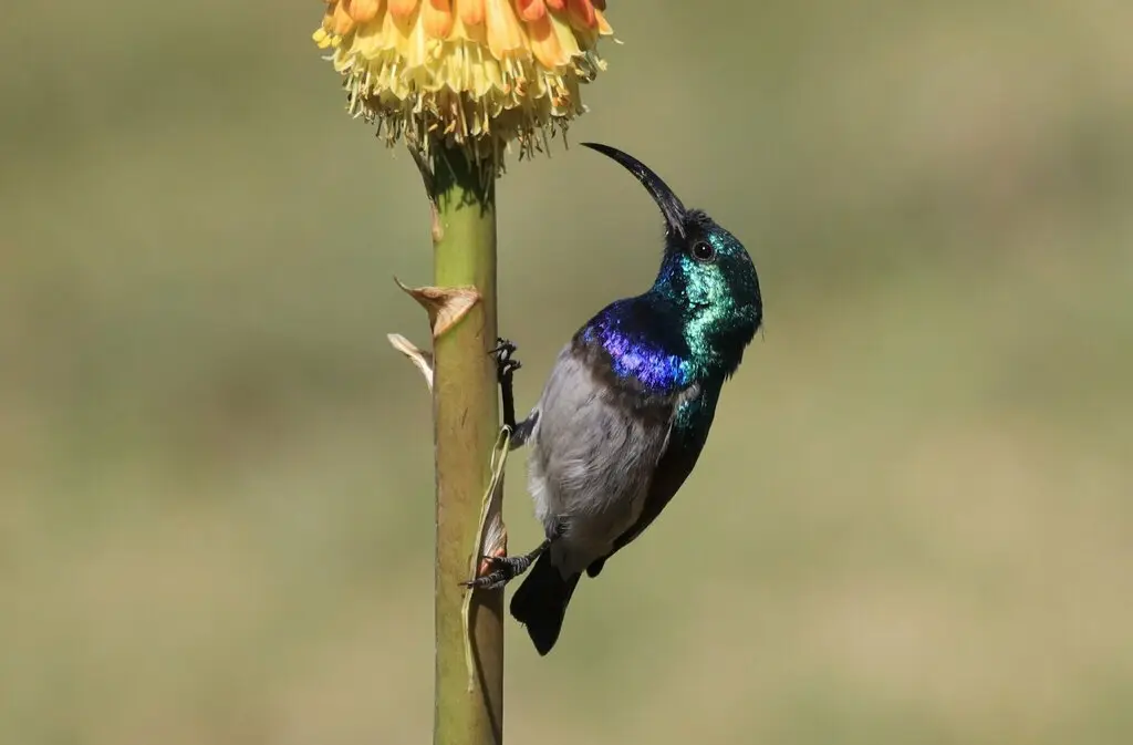 白腹花蜜鸟(Cinnyris talatala)