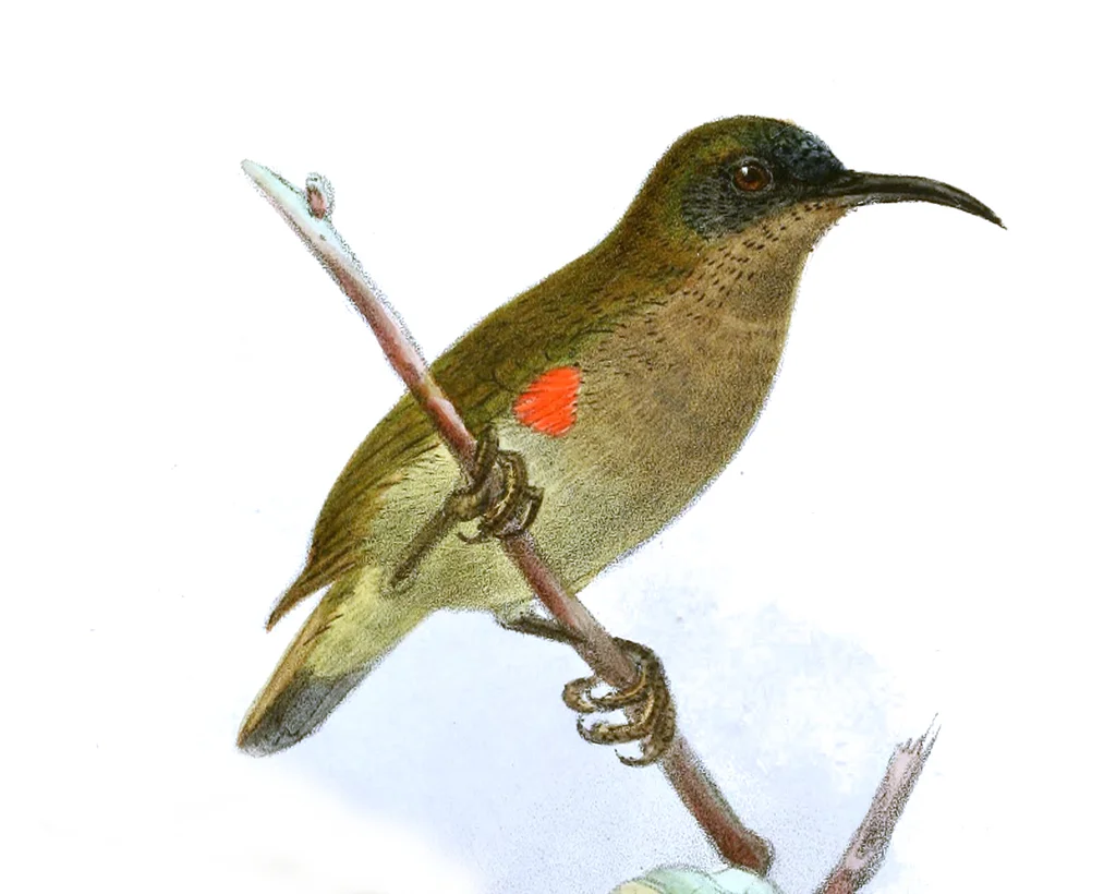 乌氏花蜜鸟(Cinnyris ursulae)