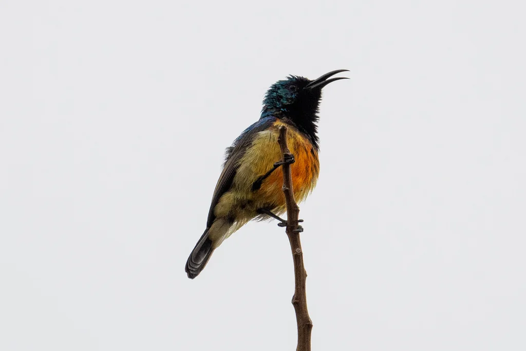 杂色花蜜鸟(Cinnyris venustus)