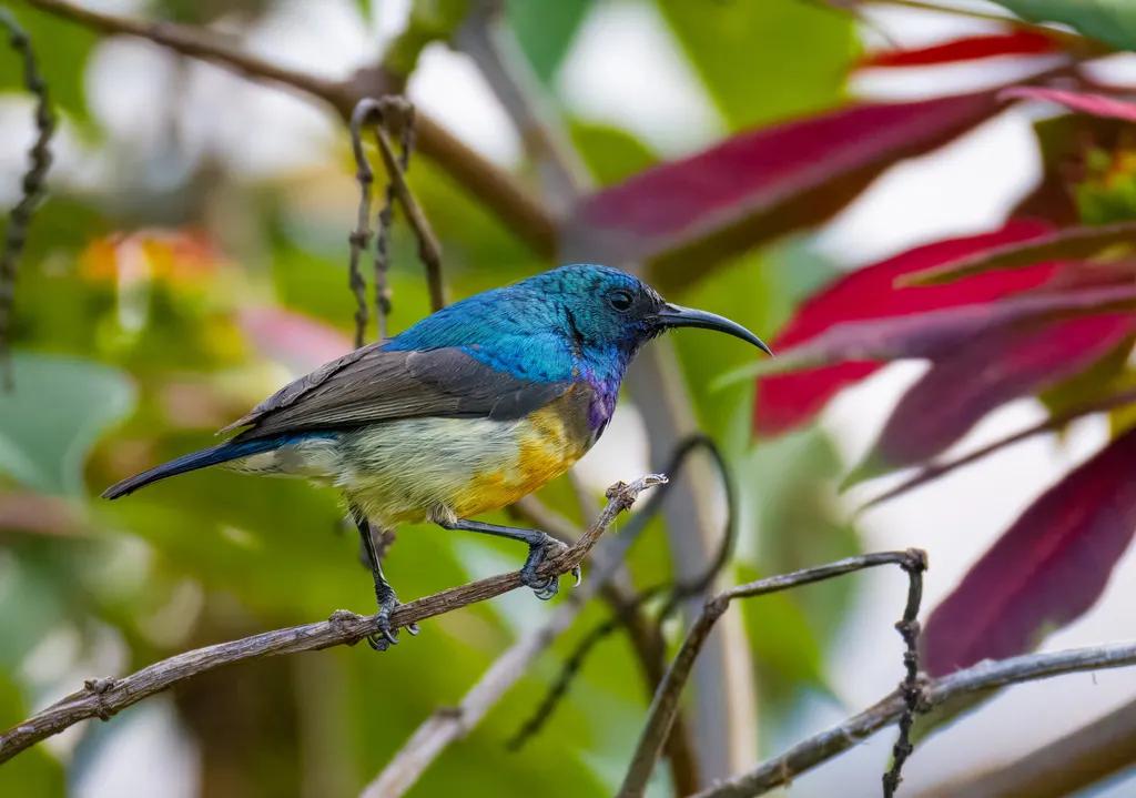 杂色花蜜鸟(Cinnyris venustus)