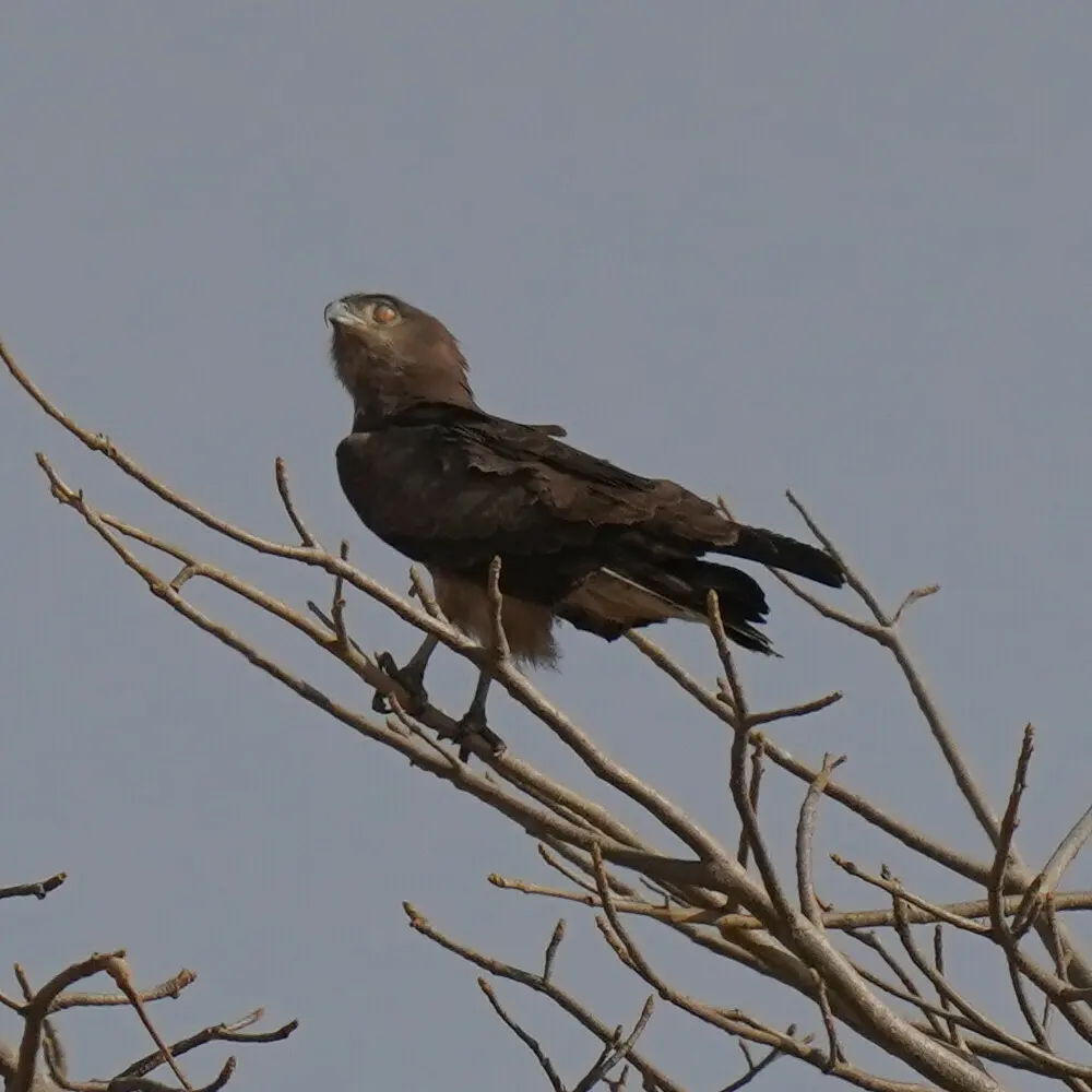 西非短趾雕（Circaetus beaudouini）