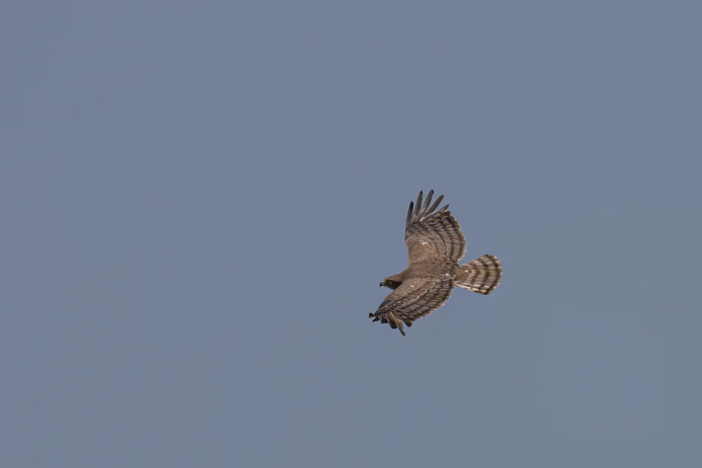 西非短趾雕（Circaetus beaudouini）