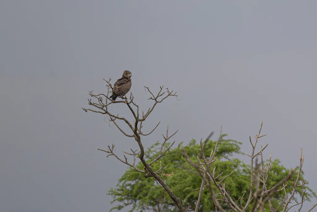 西非短趾雕（Circaetus beaudouini）