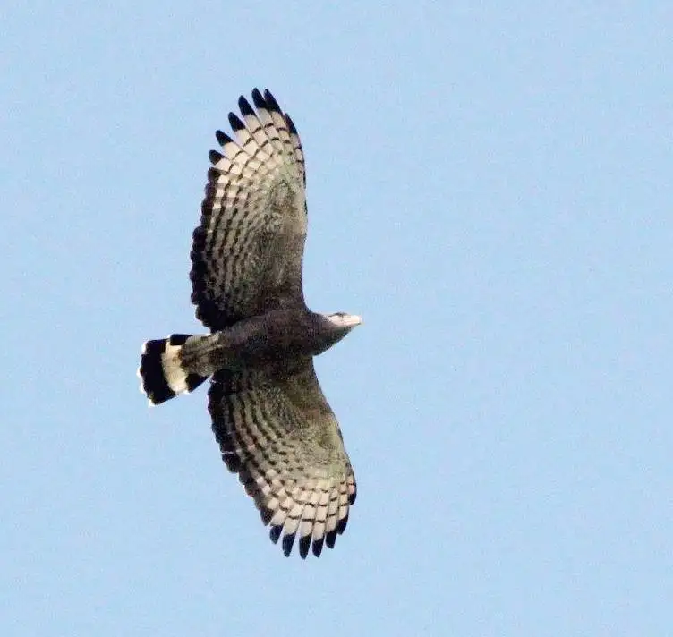 小斑短趾雕(Circaetus cinerascens)