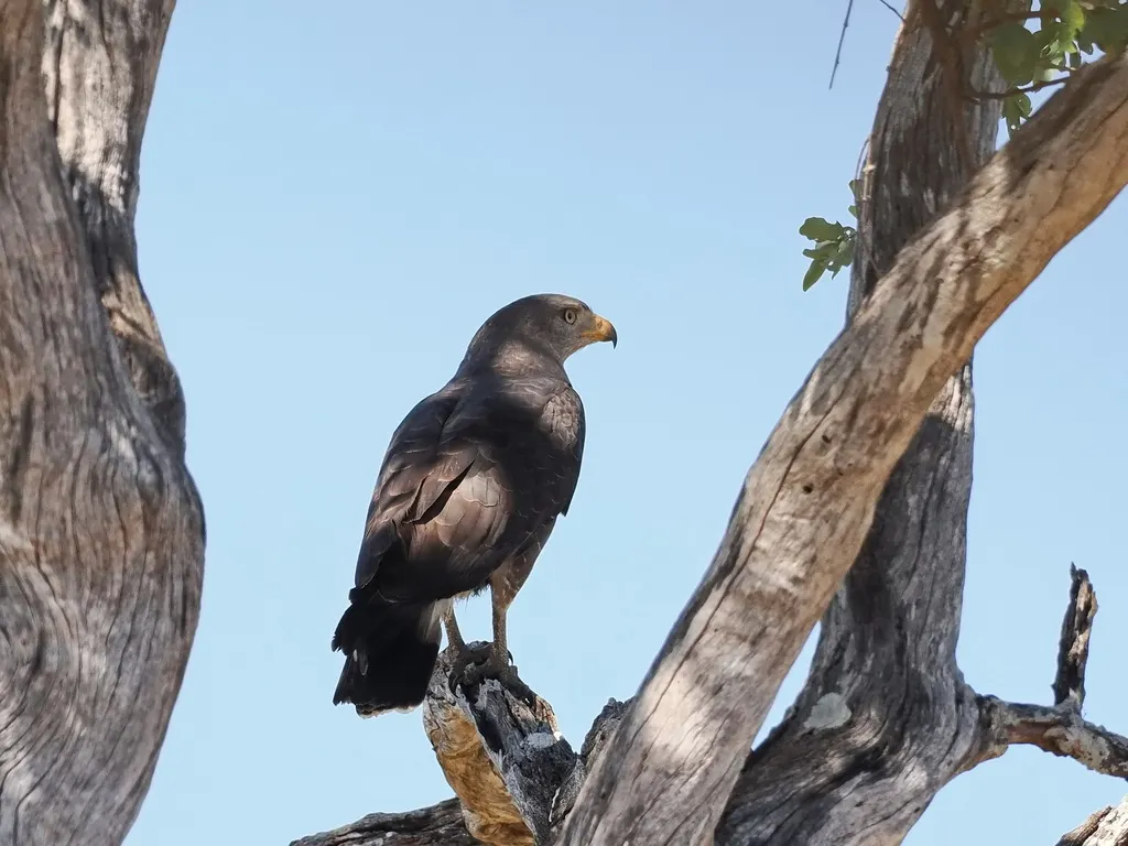 小斑短趾雕(Circaetus cinerascens)