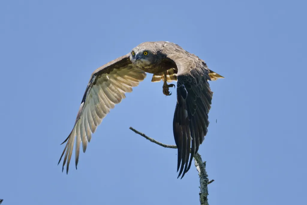 褐短趾雕(Circaetus cinereus)