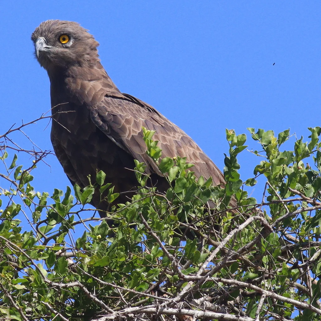 褐短趾雕(Circaetus cinereus)