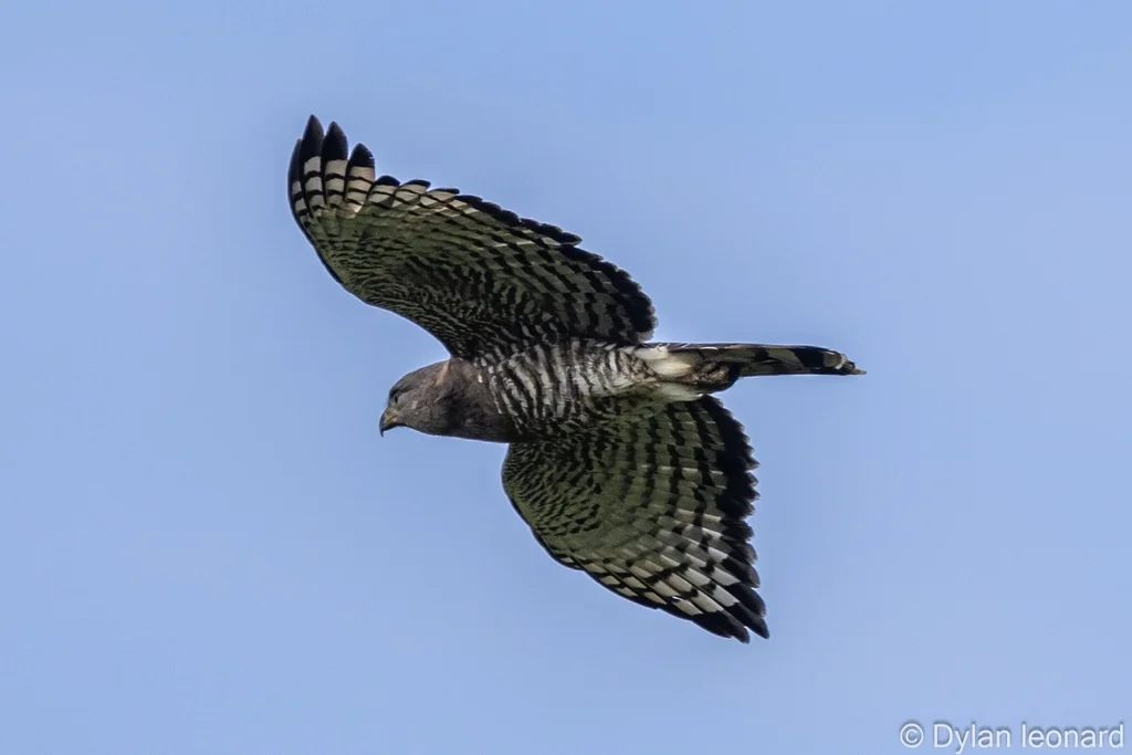 斑短趾雕(Circaetus fasciolatus)