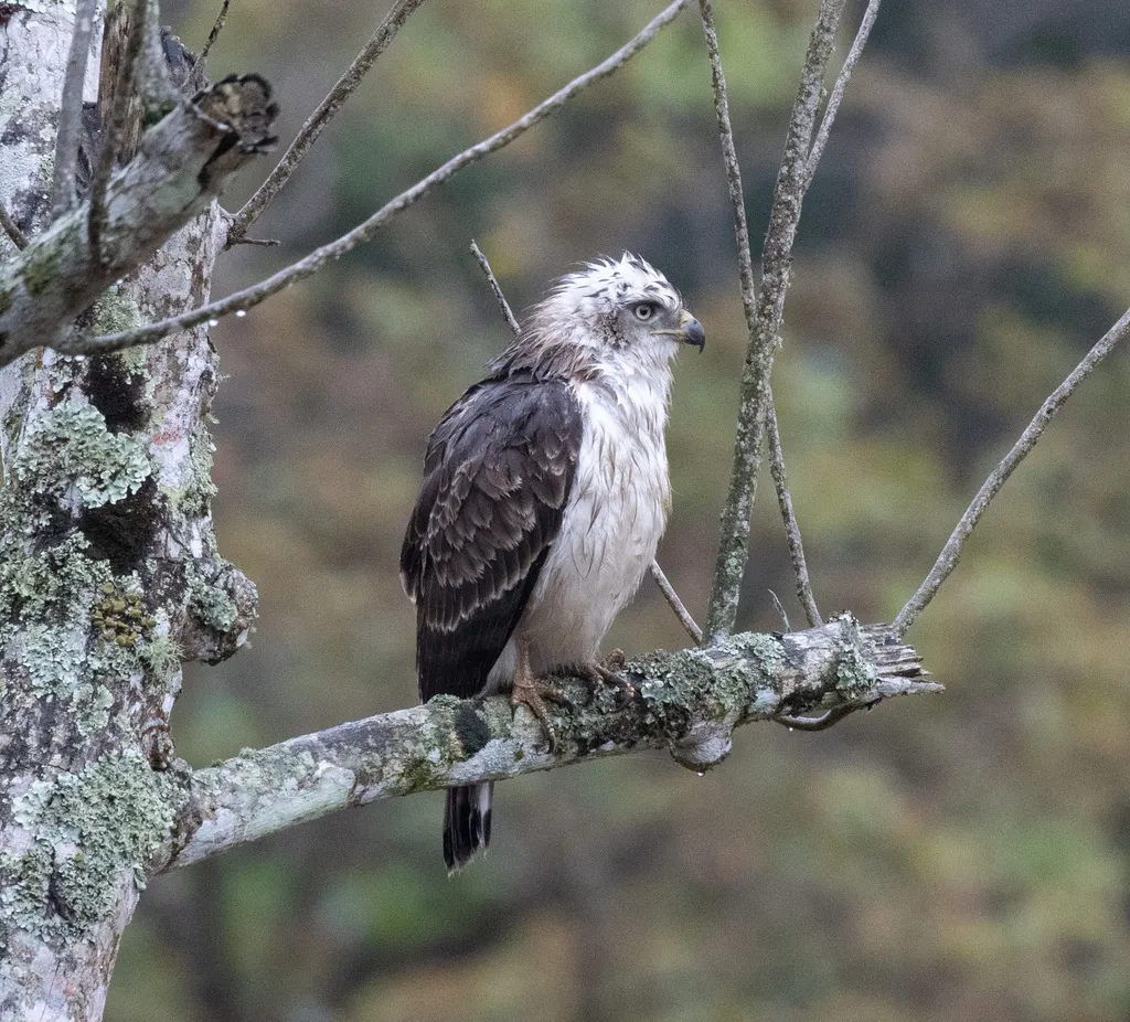 斑短趾雕(Circaetus fasciolatus)