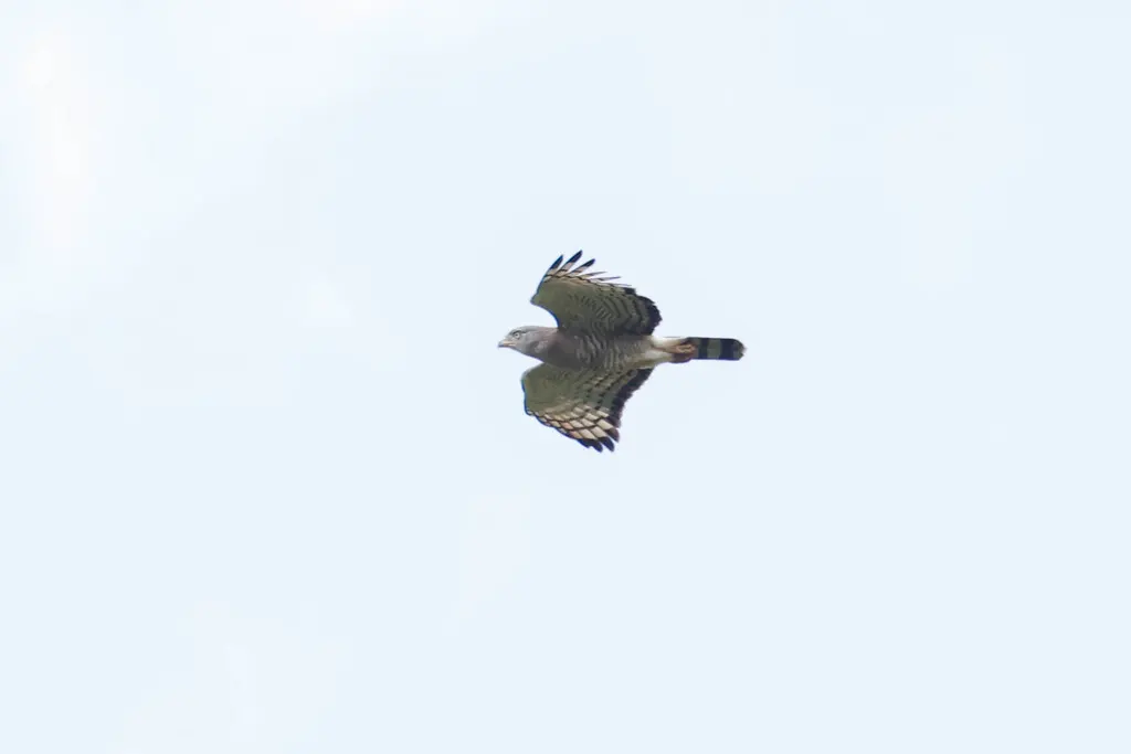 斑短趾雕(Circaetus fasciolatus)
