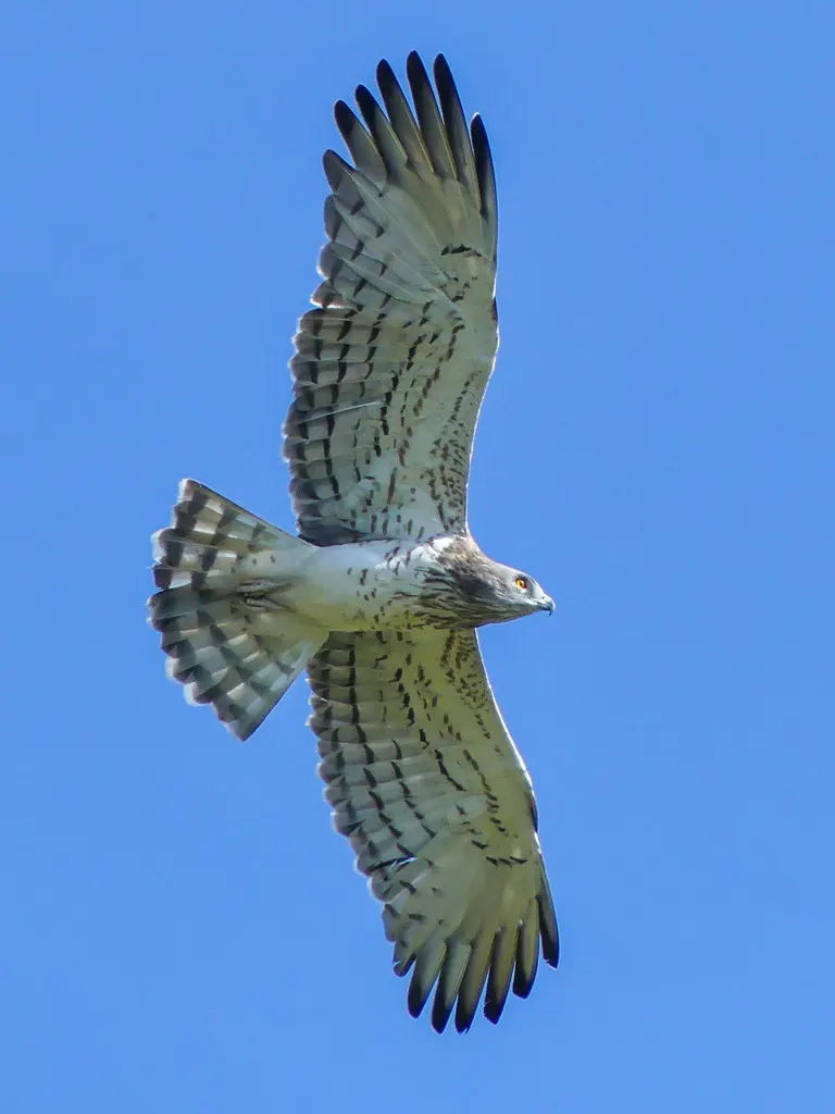 短趾雕(Circaetus gallicus)