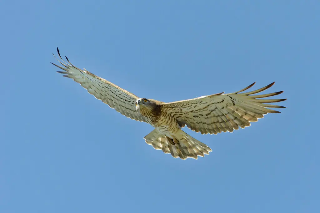 短趾雕(Circaetus gallicus)