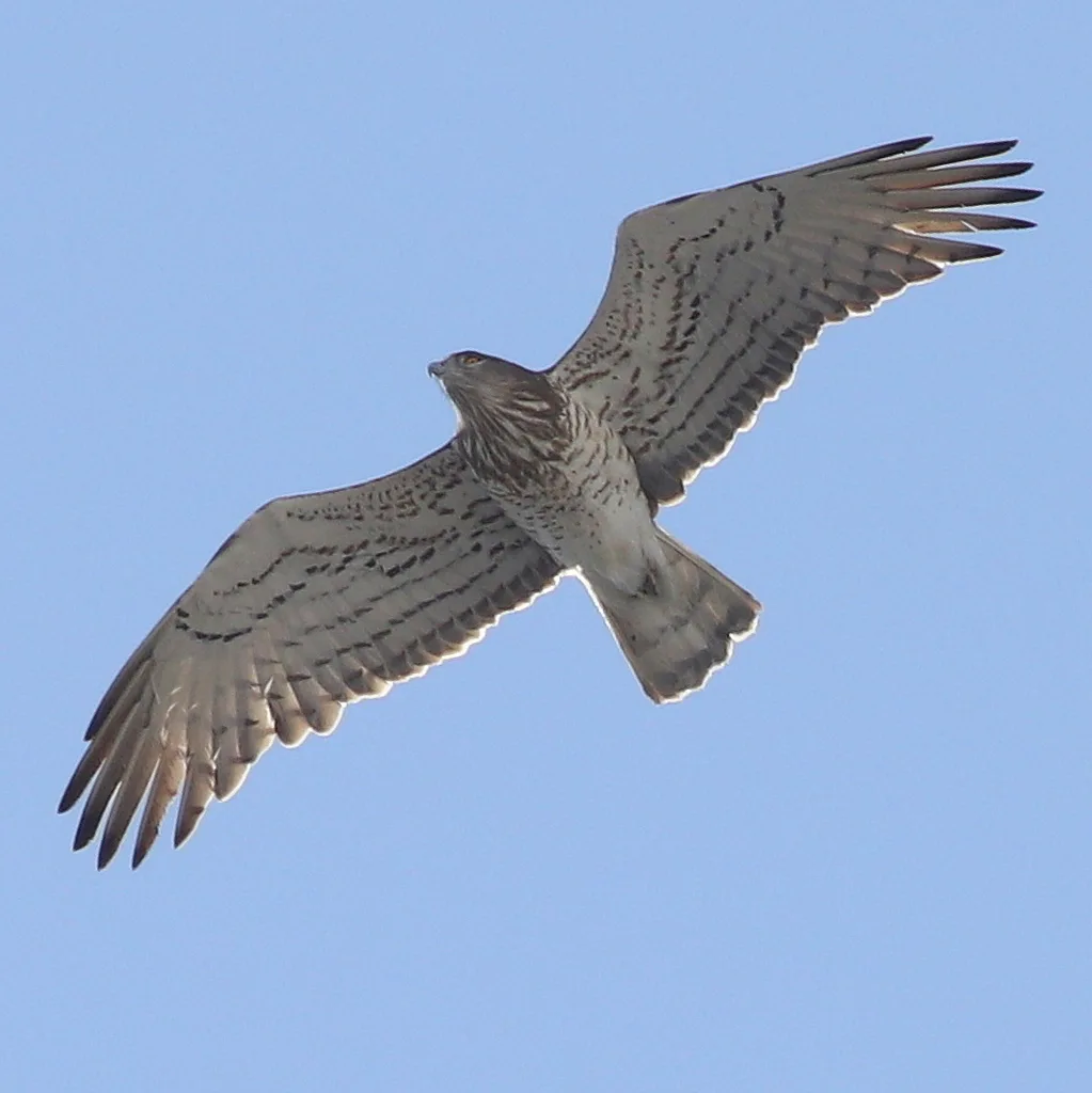 短趾雕(Circaetus gallicus)