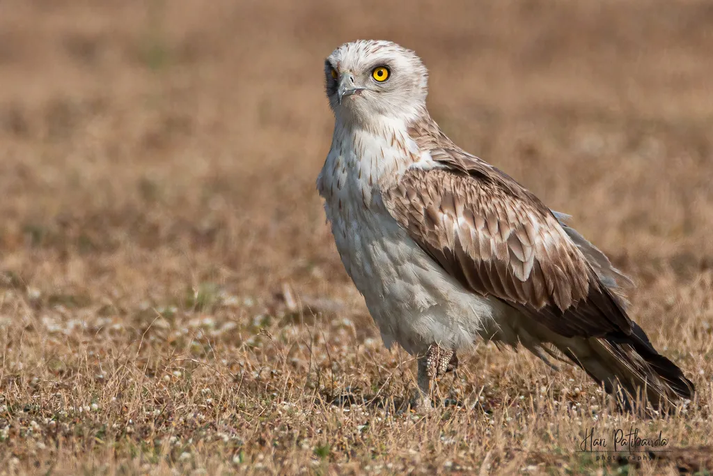 短趾雕(Circaetus gallicus)