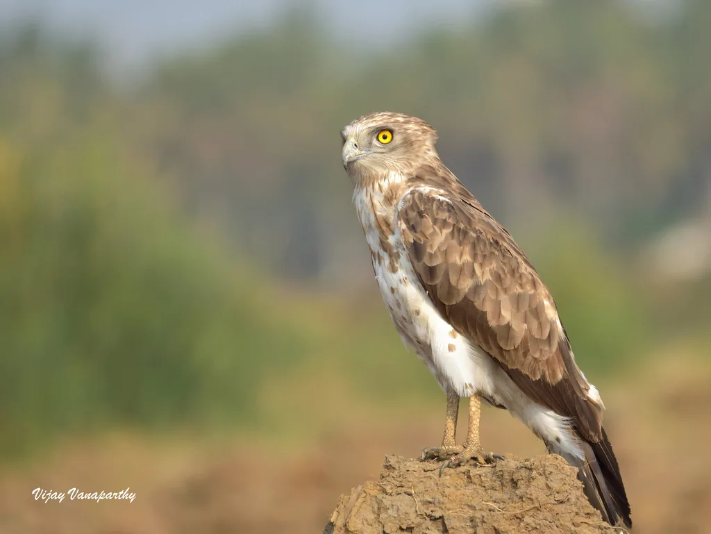 短趾雕(Circaetus gallicus)