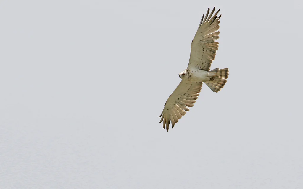 短趾雕(Circaetus gallicus)