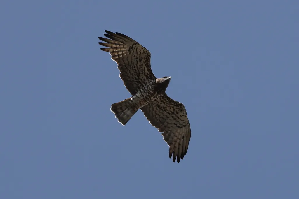 短趾雕(Circaetus gallicus)