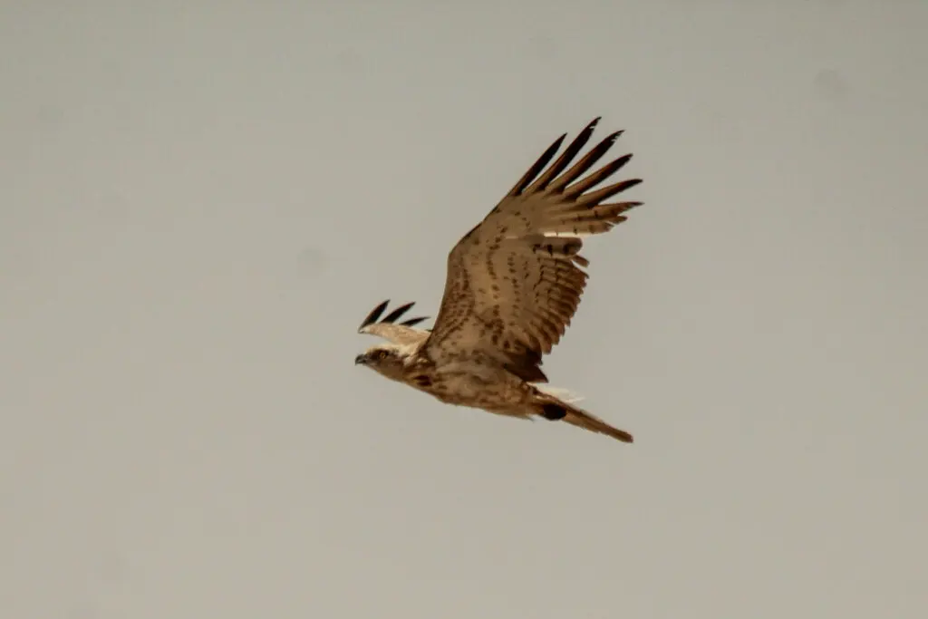 短趾雕(Circaetus gallicus)