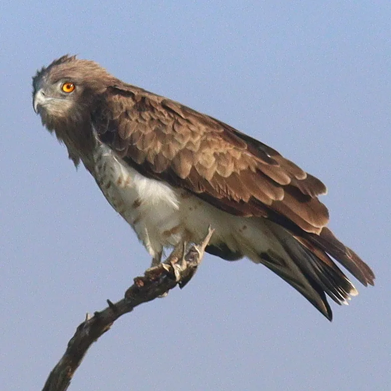 黑胸短趾雕(Circaetus pectoralis)