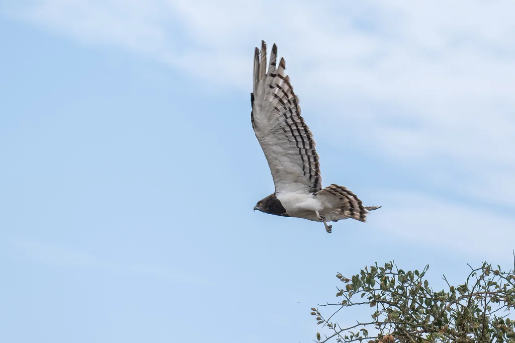 黑胸短趾雕(Circaetus pectoralis)