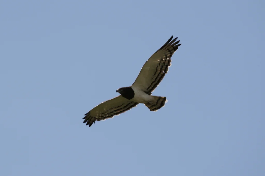 黑胸短趾雕(Circaetus pectoralis)