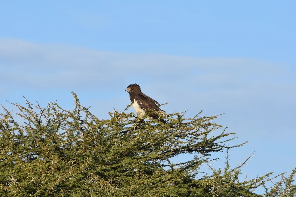黑胸短趾雕(Circaetus pectoralis)