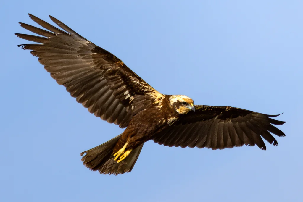 白头鹞(Circus aeruginosus)