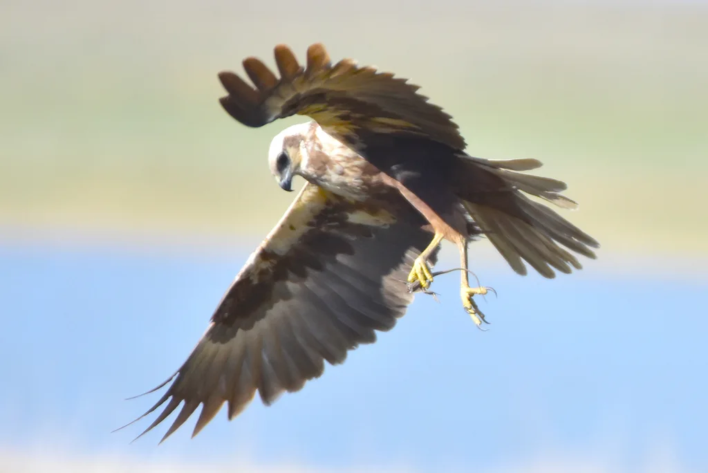 白头鹞(Circus aeruginosus)