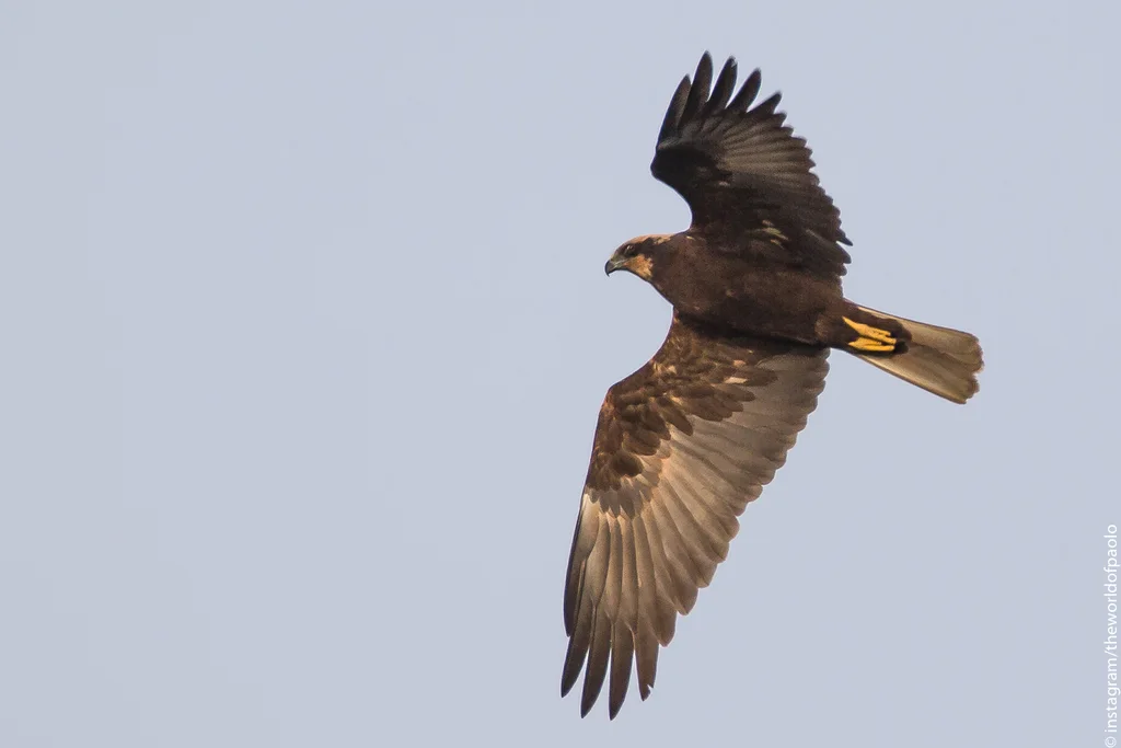 白头鹞(Circus aeruginosus)