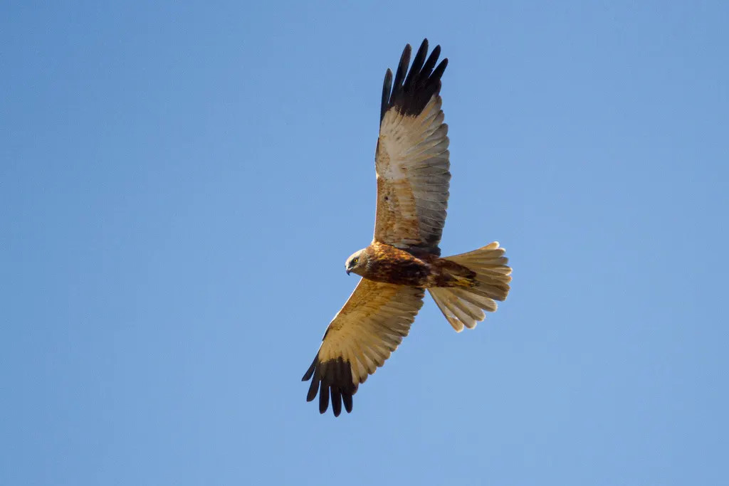 白头鹞(Circus aeruginosus)
