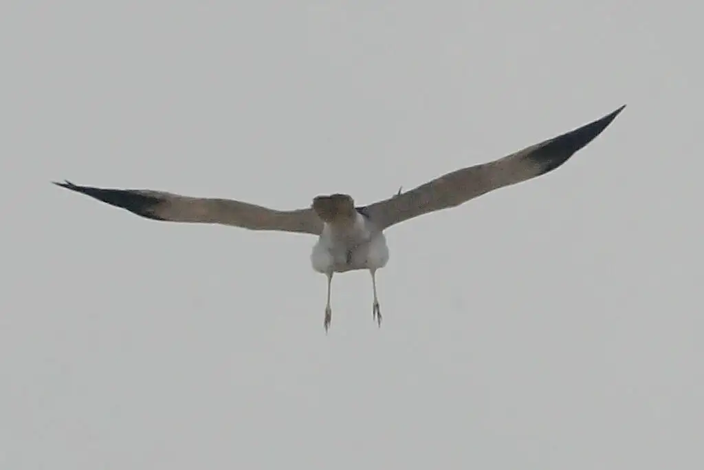 马岛鹞(Circus macrosceles)