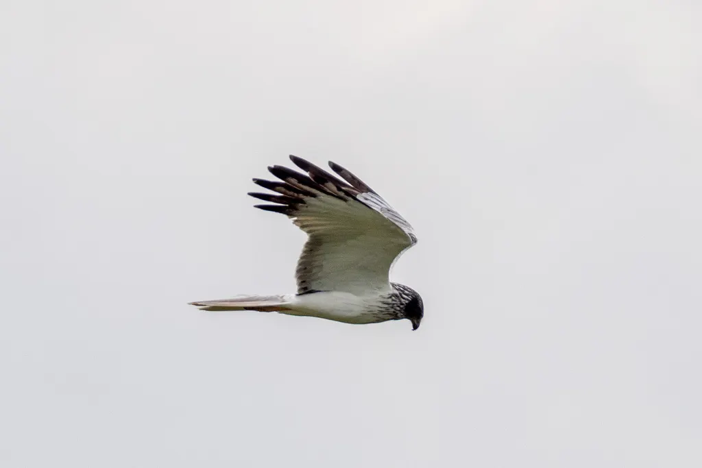 白腹鹞(Circus spilonotus)