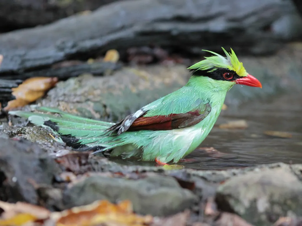 蓝绿鹊(Cissa chinensis)