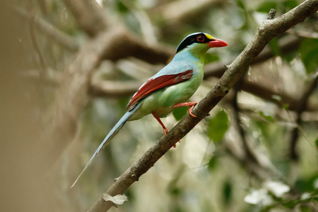 蓝绿鹊(Cissa chinensis)